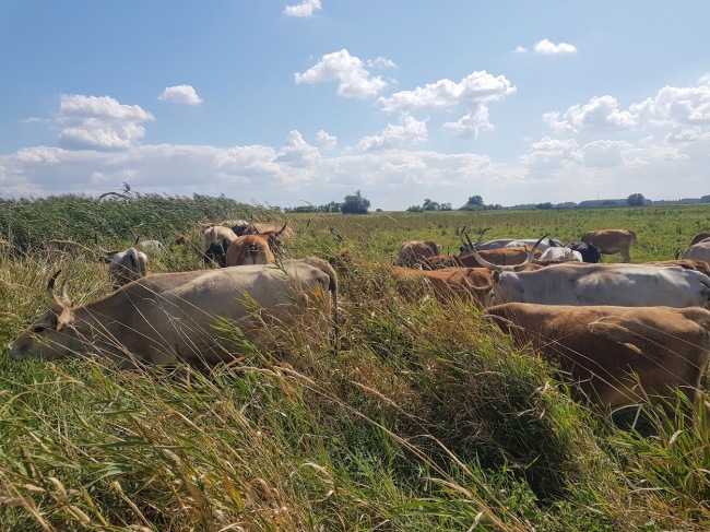 grassfed-marha.jpg