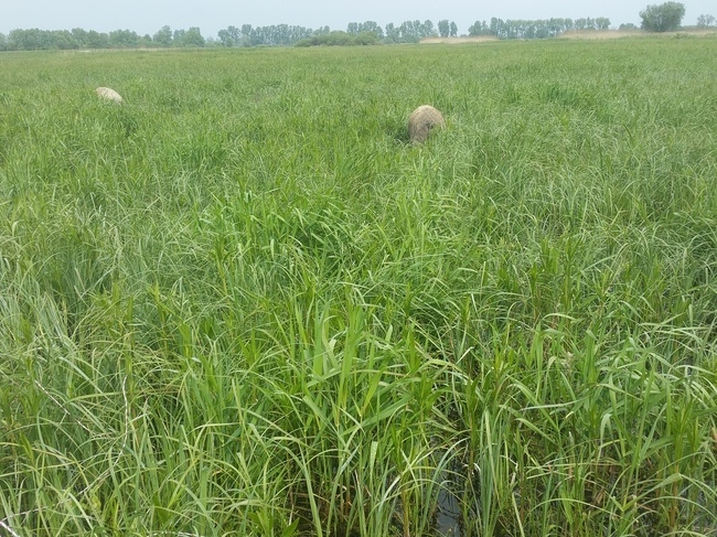 mangalica-nagyfuben.jpg